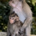 monkey_macaque_balinese_mf_ubud_v_0202_bal0202.jpg